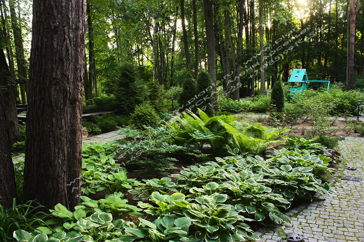 Сад в лесу - решение дизайна дачного участка